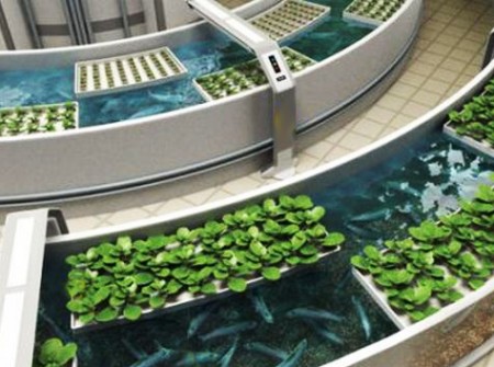 Collaboration to Advance Aquaponics Industry