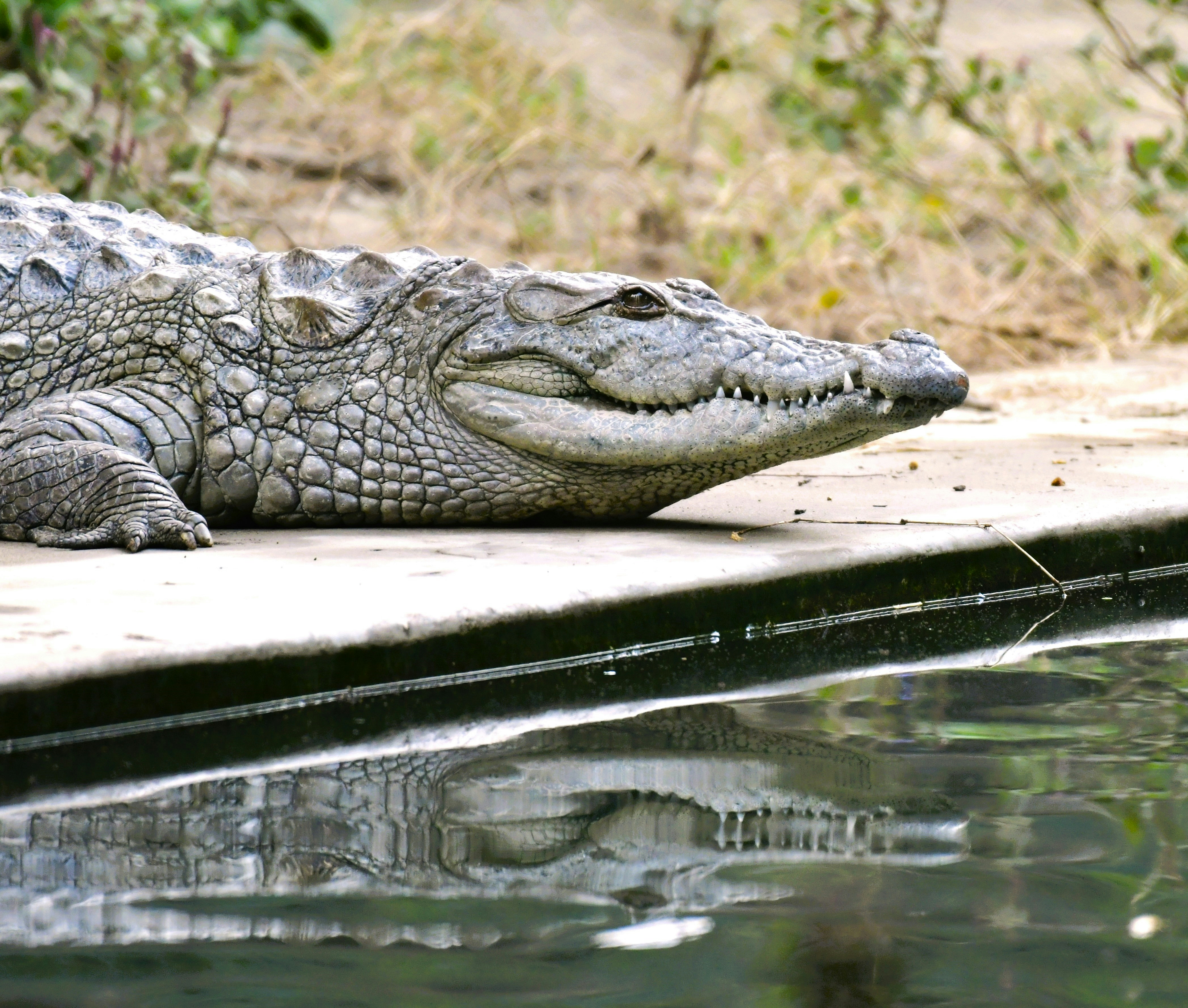 Crocodiles snap up benefits of bespoke wastewater treatment
