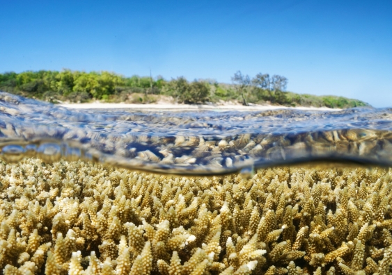 Marine Heatwaves a Bigger Threat to Coral Reefs than Previously Thought