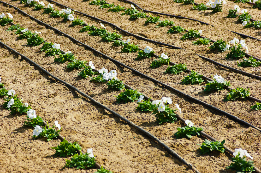 NMSU Recognized For Water Conservation Research