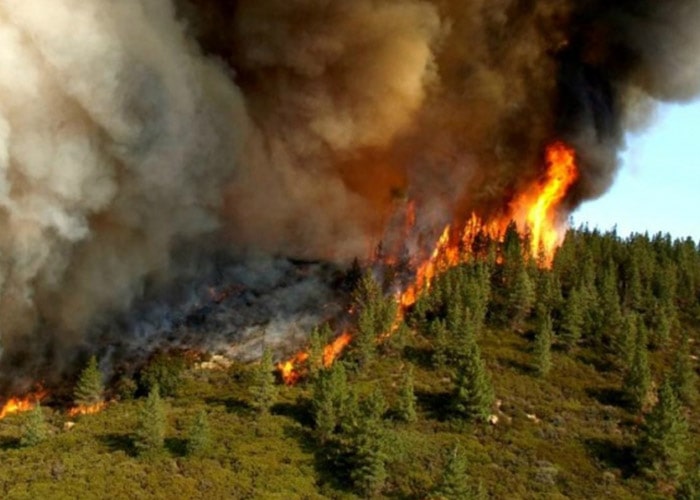 Control of firefighting in forests and farms:In general, fire causes in forests and farms are divided into two categories: natural and human (in...