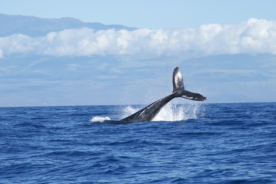 Dead Whale Found with 40 Kilograms of Plastic Bags in its Stomach