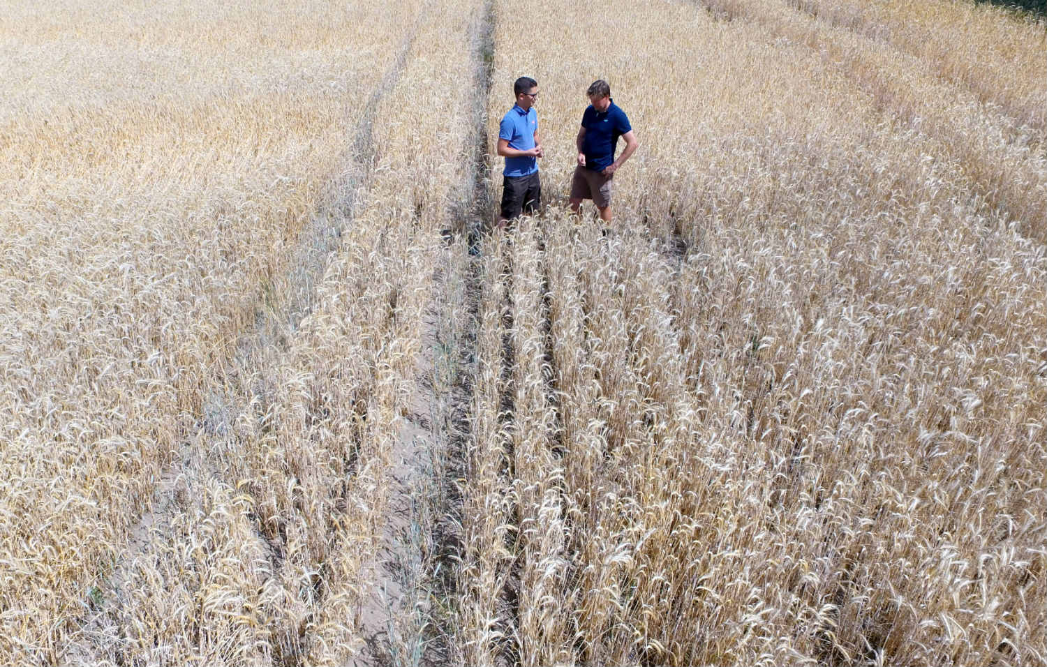 Record Drought Grips Germany's Breadbasket