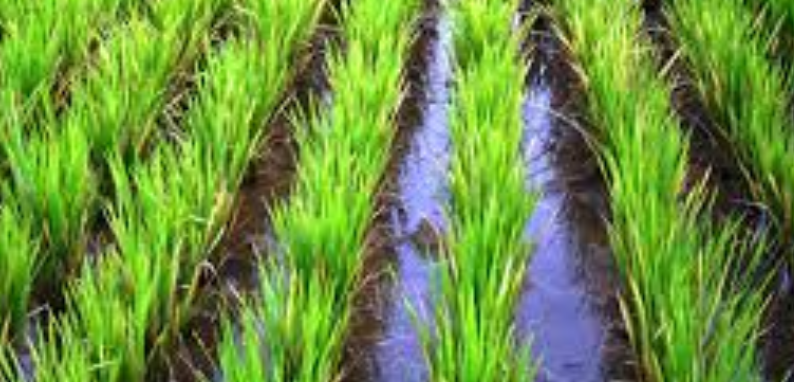 Now, paddy to come under drip irrigation