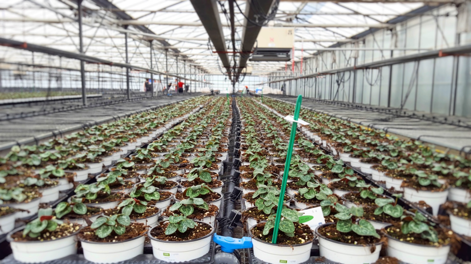 Aqua-4D Solves Clogging and Saves Water in French Flower Greenhouse
