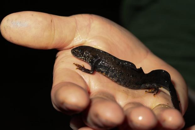 DNA technology Protecting Great Crested Newts