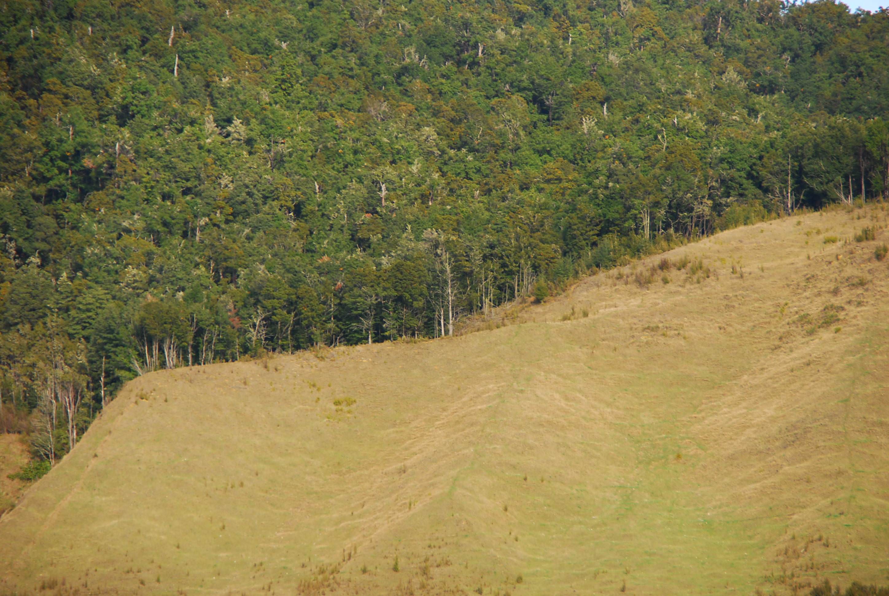 The Amazon Effect: How Deforestation is Starving São Paulo of Water