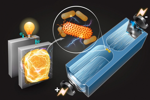 Newly Developed Technique Identifies Bacteria That Produce Electricity