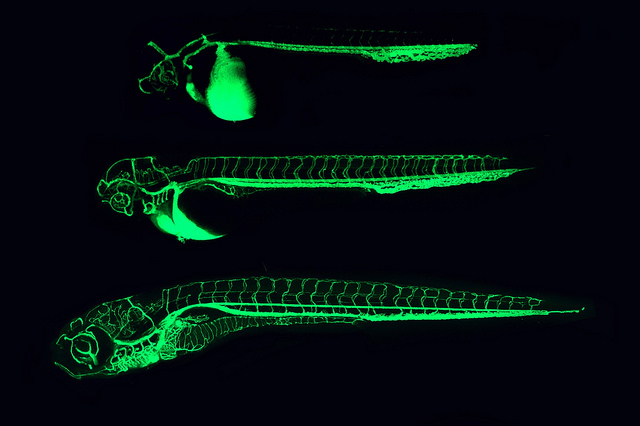 New Research Shows that Exposure to Chemicals like BPA Disrupts Microbial Communities in Zebrafish