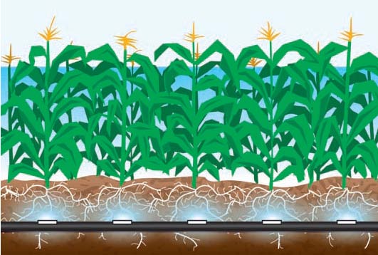 Deep Irrigation System Saves Water