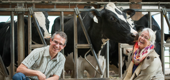 Dairy farmers should rethink a cow’s curfew, says UBC researchers