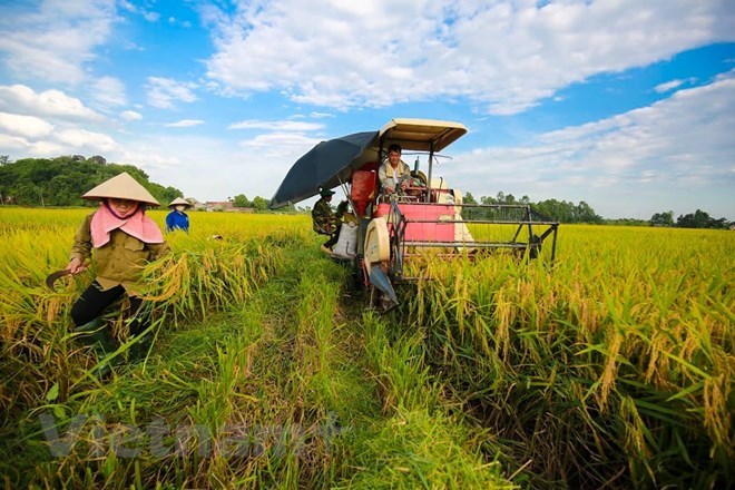 Mekong Delta farmers embrace agricultural technology, techniques