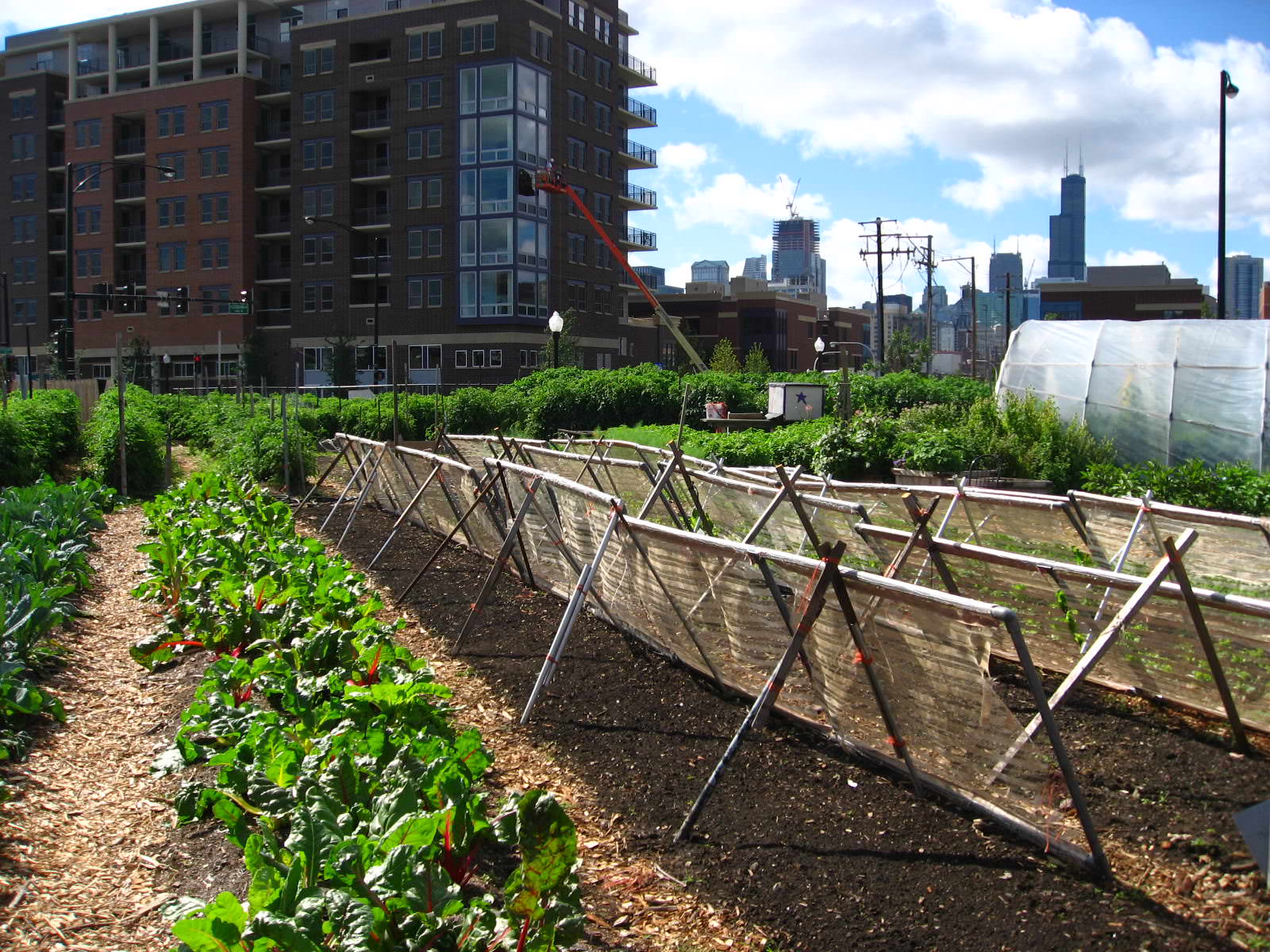 Researchers Outline the Interconnected Benefits of Urban Agriculture