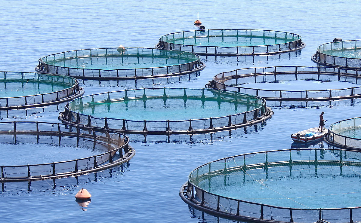 Fish Farms Get Wired