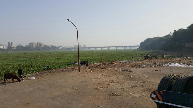 Water Hyacinth Removal from a River