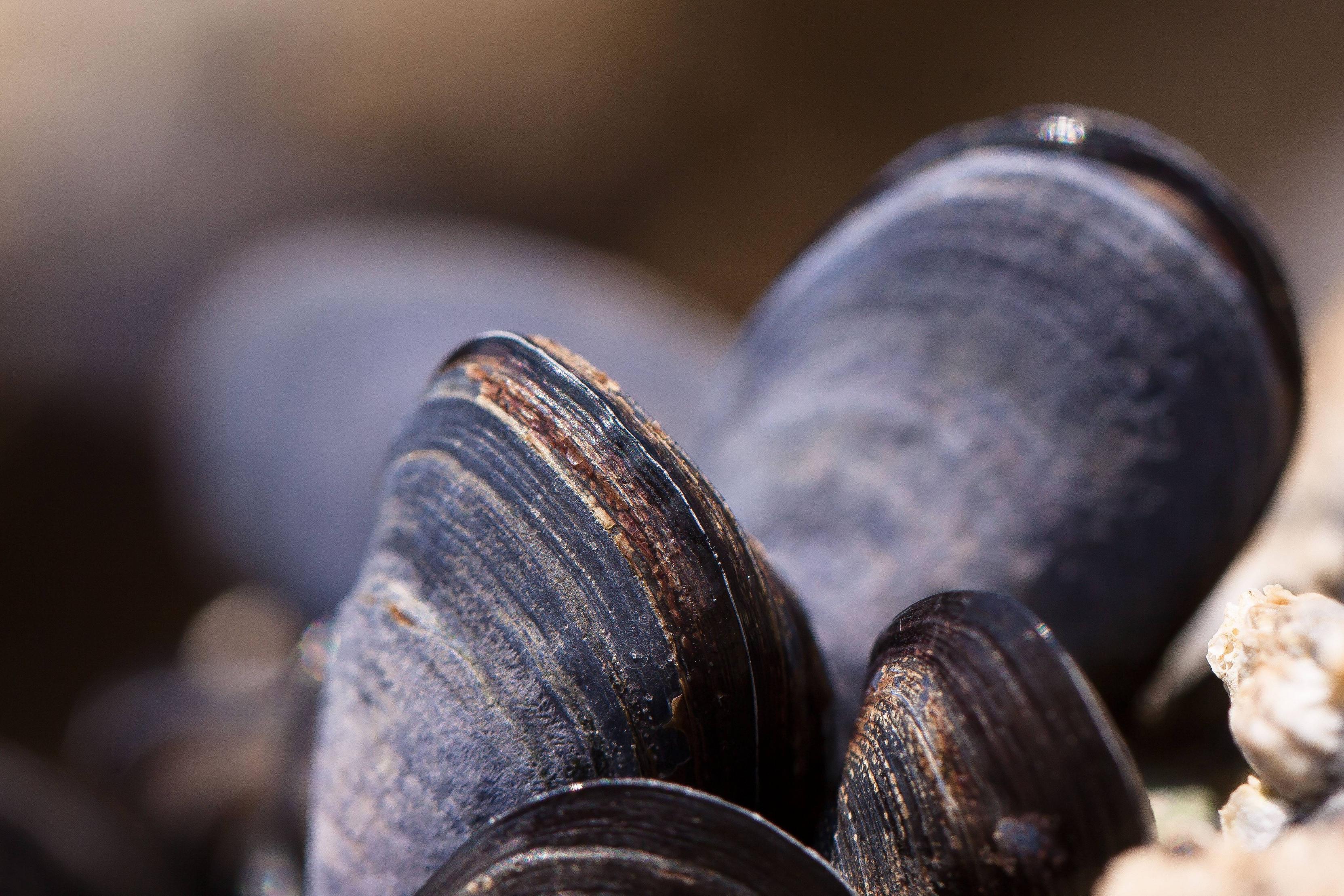 Caged Blue Mussels as Environmental Detectives