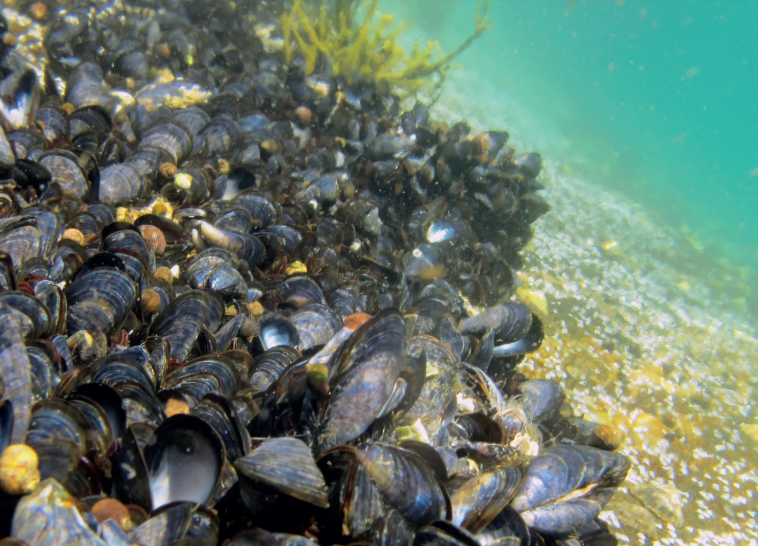 Microplastics Found in Mussels from the Arctic to China