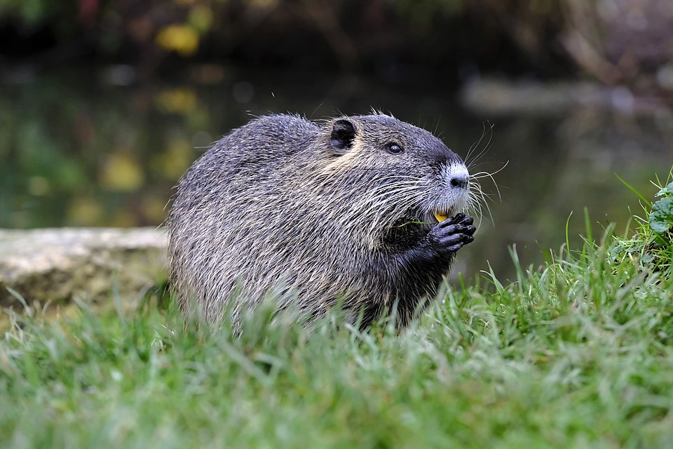 Beavers do Dam Good Water Cleanup