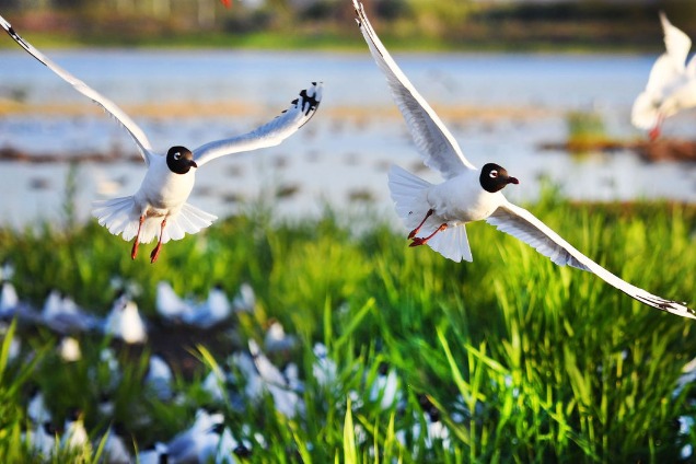 China makes progress on wetlands preservation