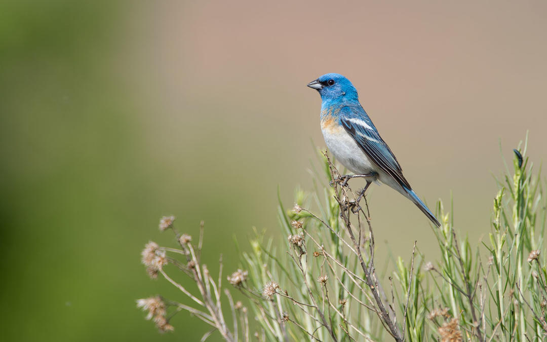 Prior to pandemic closures, my National Audubon Society team achieved 8 water wins - working with western legislators, water leaders, ag partner...