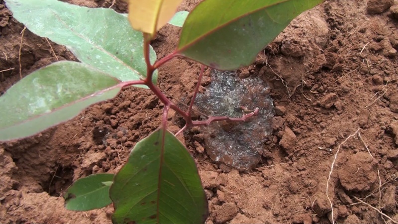 Hydrogels for Efficient Water Management in Agriculture