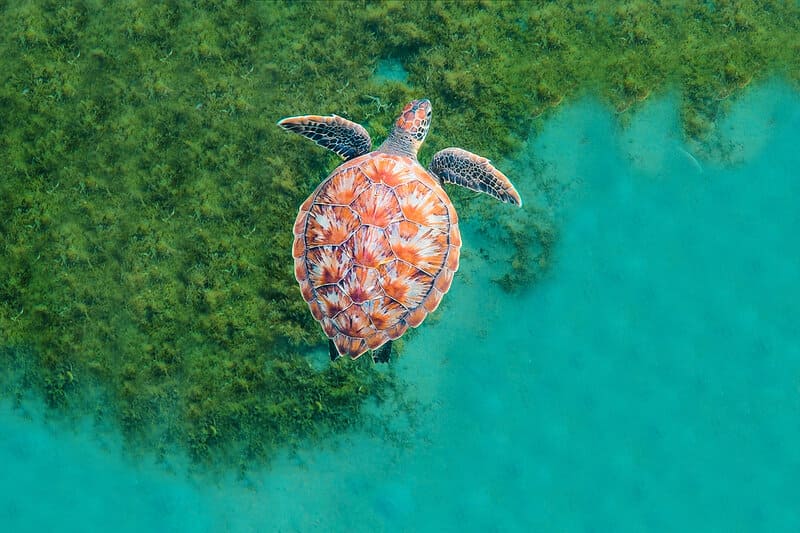 Racing for Clean Seas