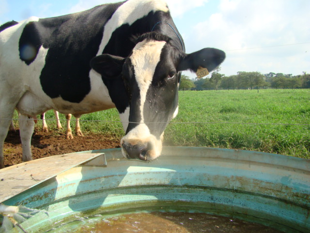 Best practice production to reduce the water footprint of dairy milk