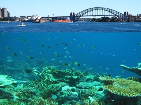 Sydney’s Waters Could Be Tropical in Decades