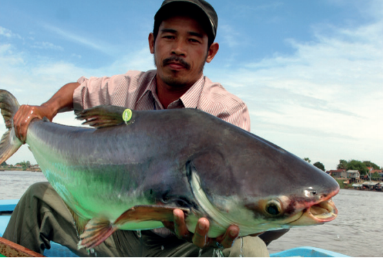 Migratory river fish populations plunge 76% in past 50 years