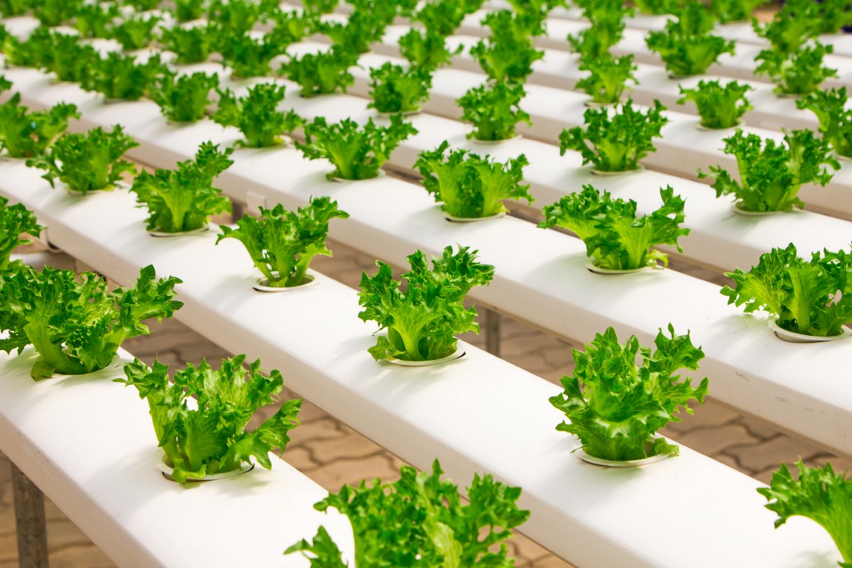Water-Efficient Urban Farms Sprouting Up