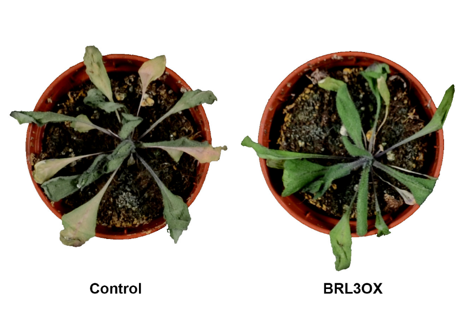 Scientists Discovered a Safe Way to Generate Plants with Enhanced Drought Resistance