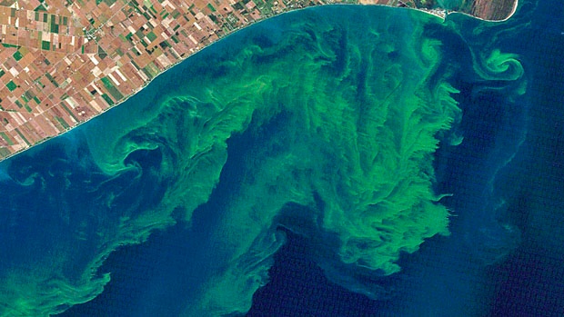 Leading Dutch Consortium Combats Algae in US