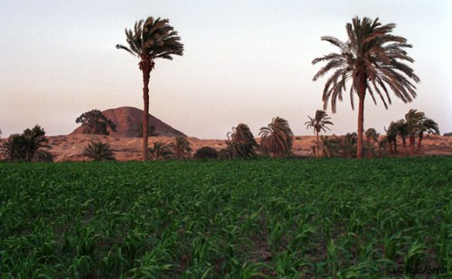 Water for Agricultural Purposes in El Wahat El-Baharia, Egypt