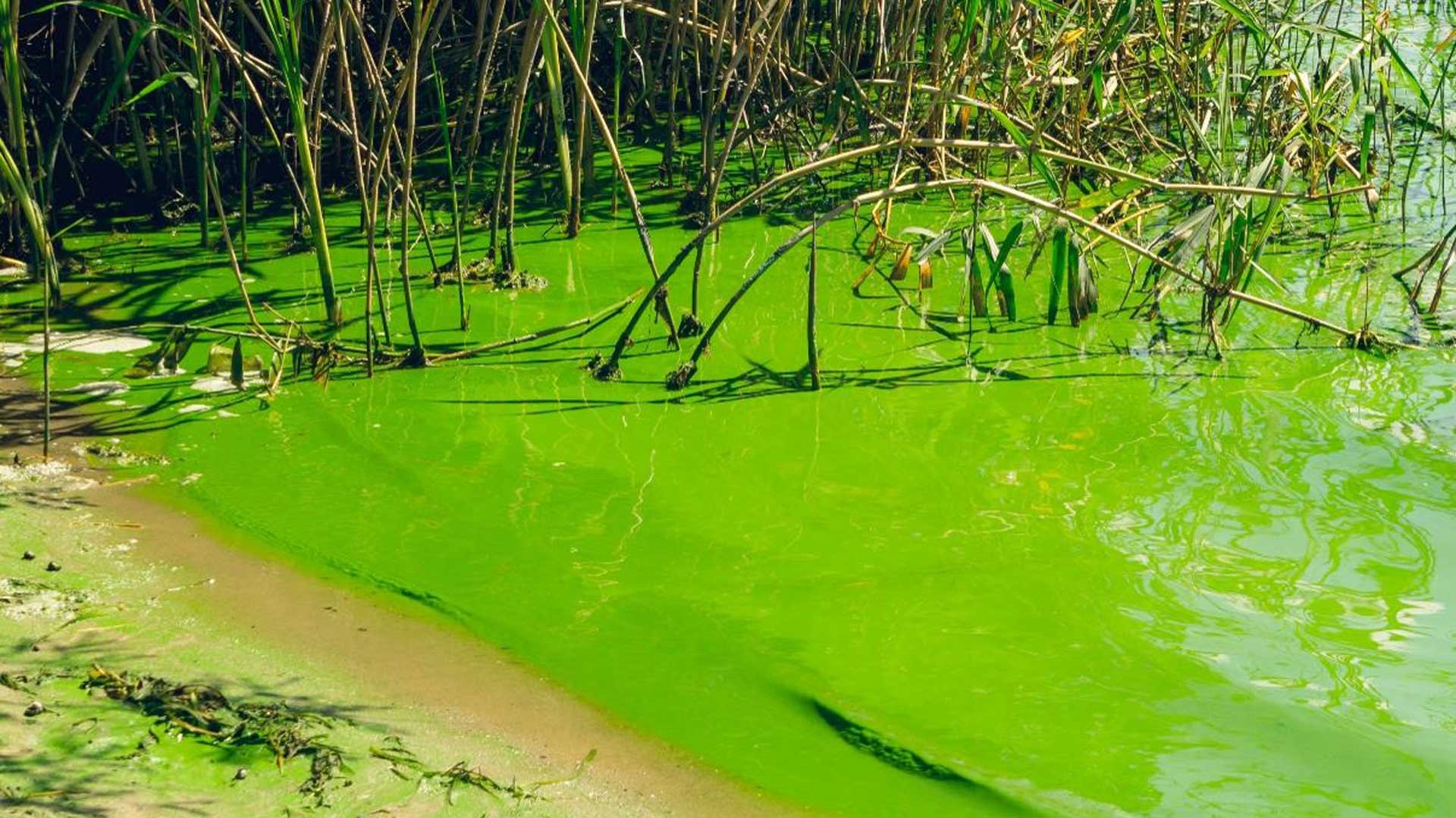 Continuous Algal Bloom Monitoring for Source Waters