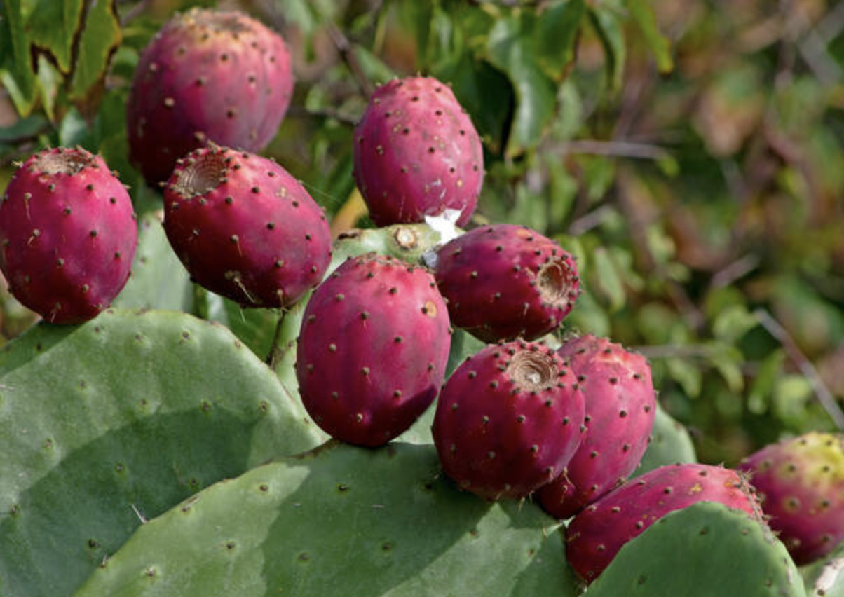 New water purification technology that uses fruit peels earns patent