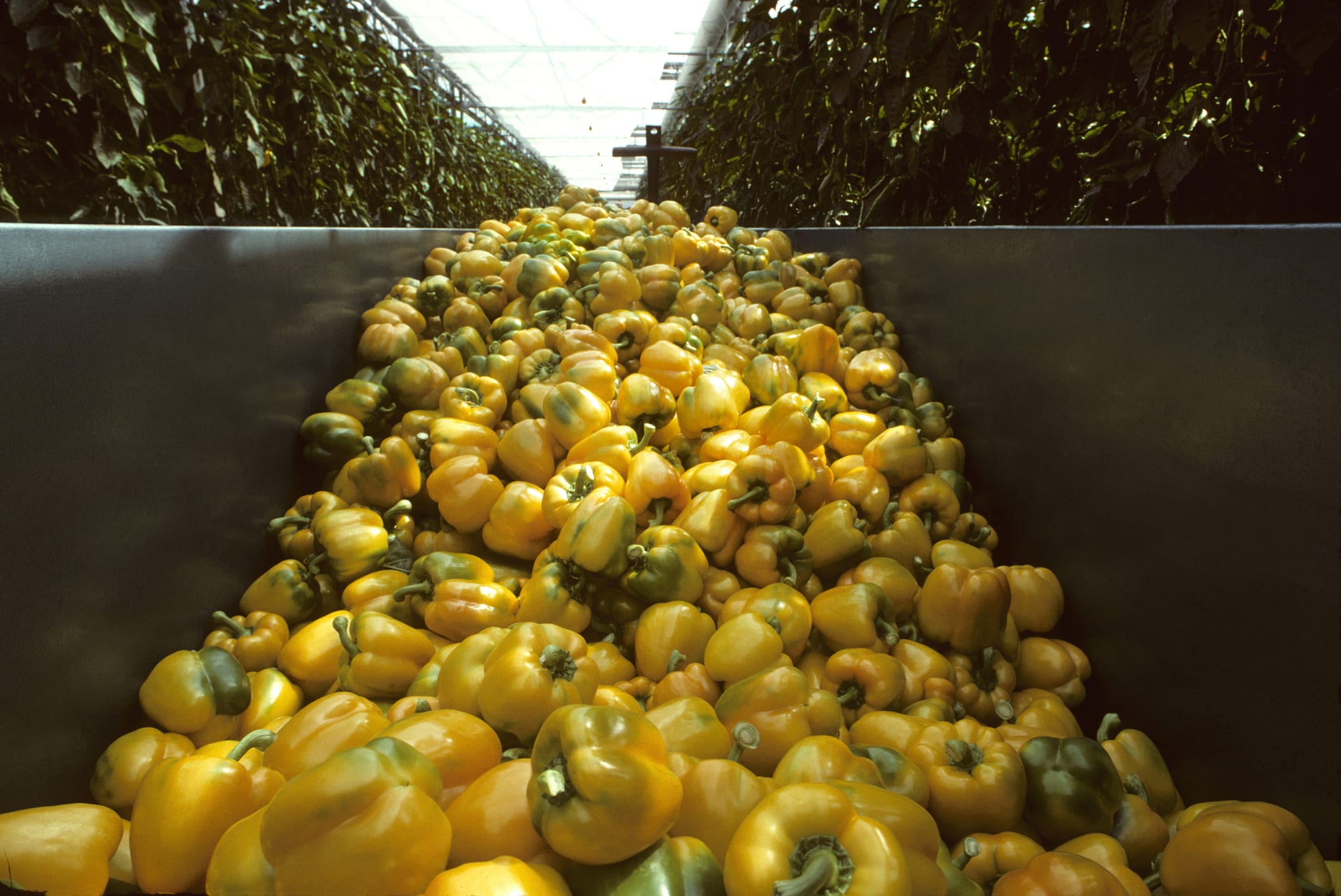 How renewables and greenhouses are teaming up to grow fruits and vegetablesOne company that has developed sustainable tech for the greenhouse se...