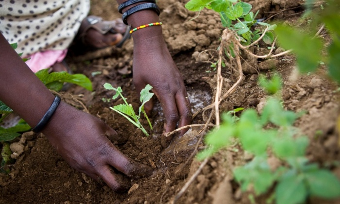 Kenya's Water Pan Method for Water Harvesting