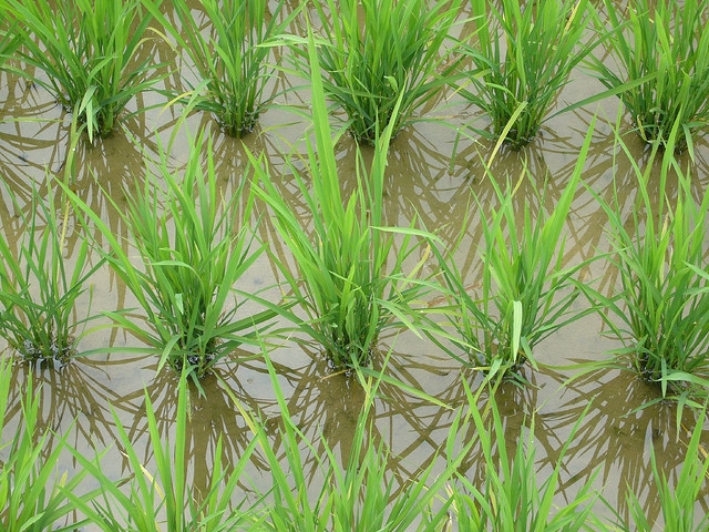 Growing Rice in Low Water