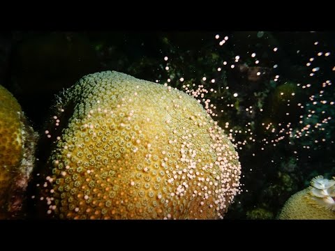 Growing Baby Corals to Rebuild Reefs