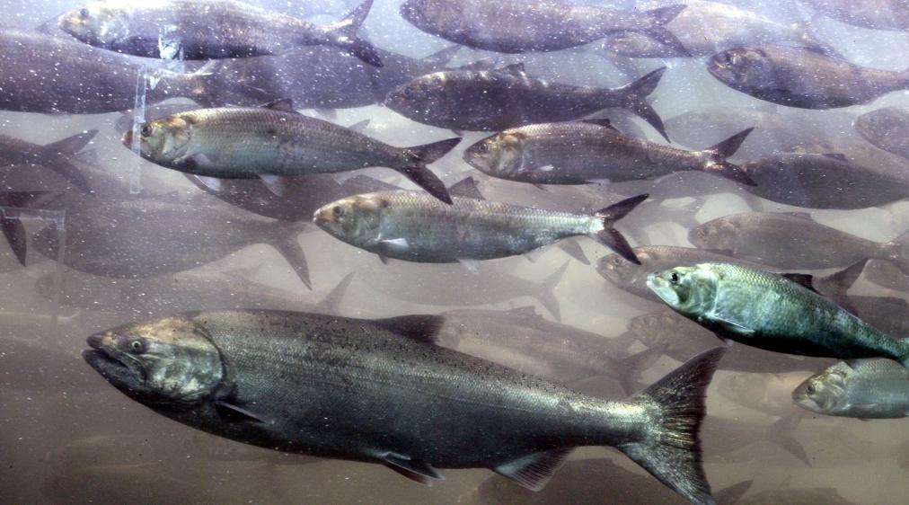 These Fish Species Are Most Vulnerable to Climate Change