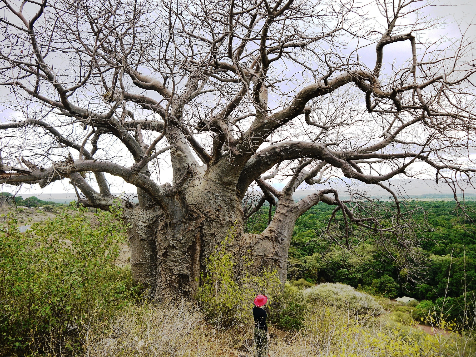 The unique challenges of conserving forest giants