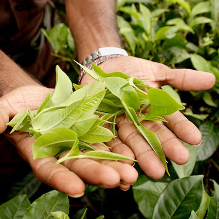 Clean Water Transforms Lives of Tea Pickers in Bangladesh