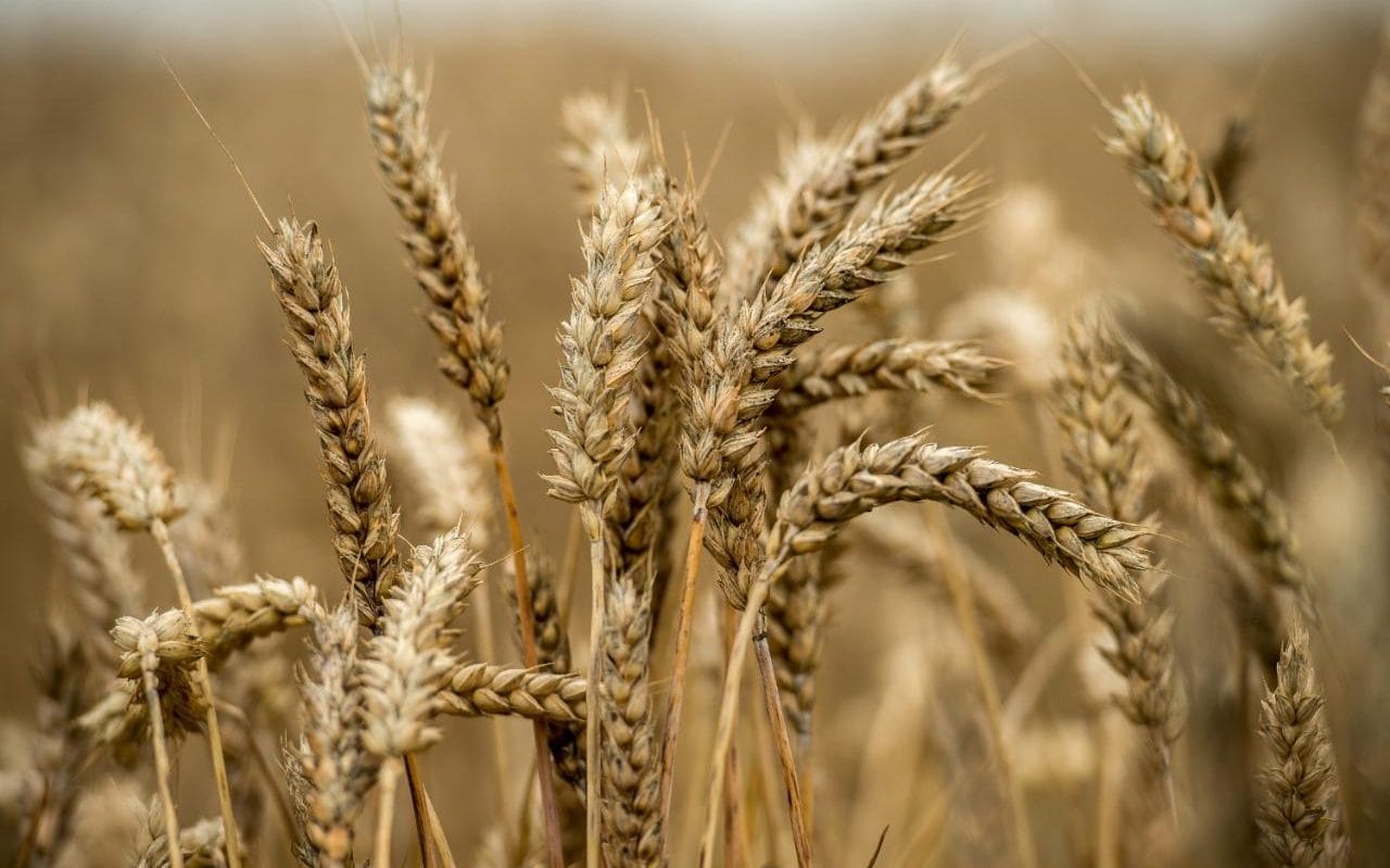 Monster-wheat grown by Oxford could revolutionise farming