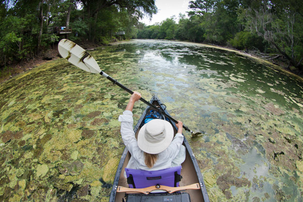 Algae Bloom Found in Florida Bay