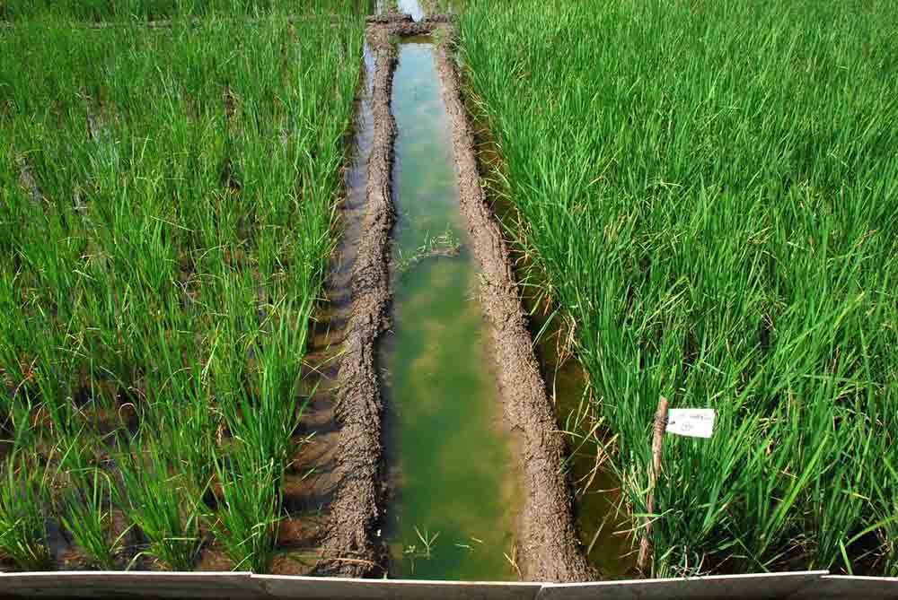 Tracking Agricultural Water Use on a Smartphone