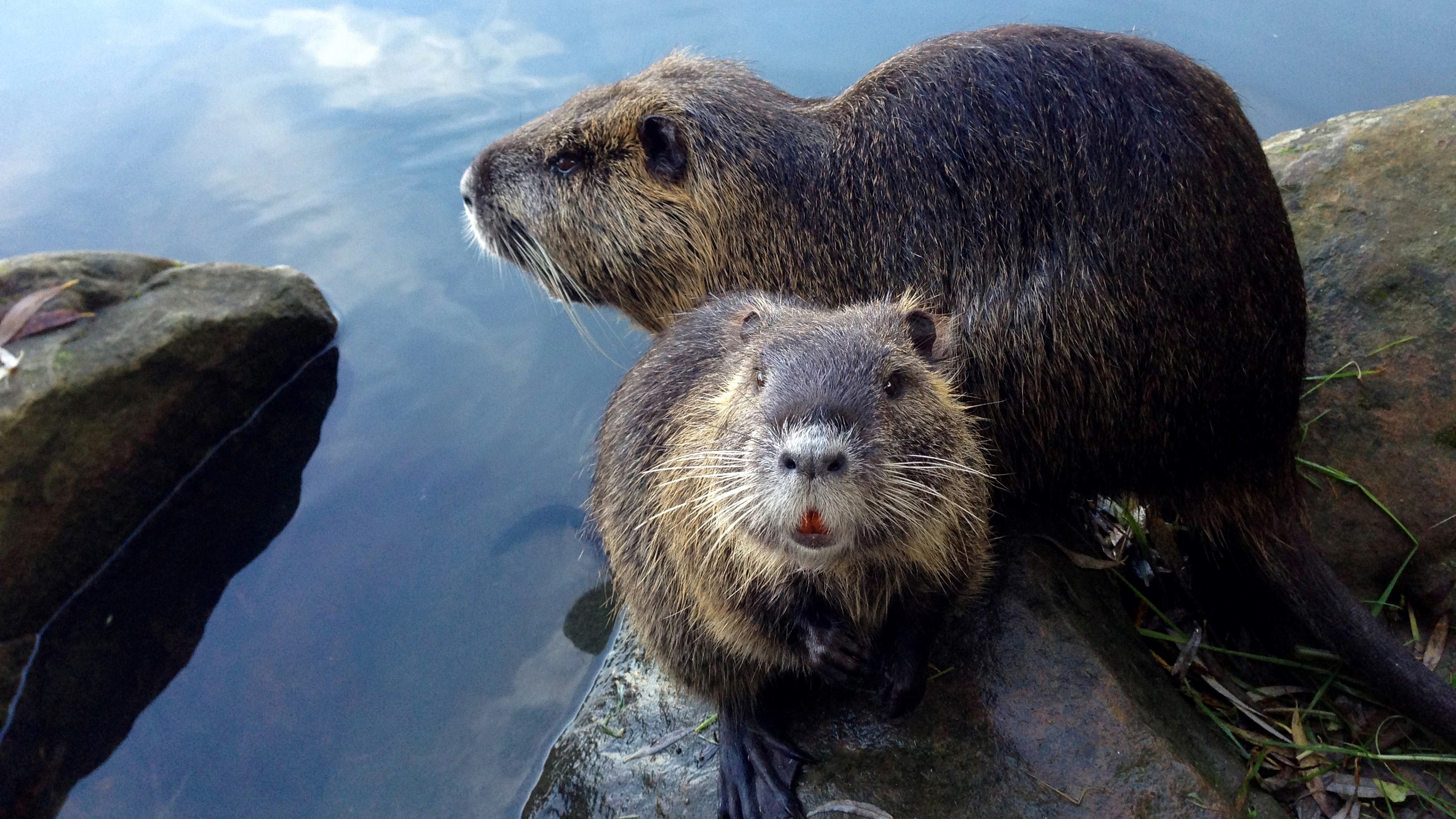 Beavers offer lessons about managing water in a changing climate, whether the challenge is drought or&nbsp;floods