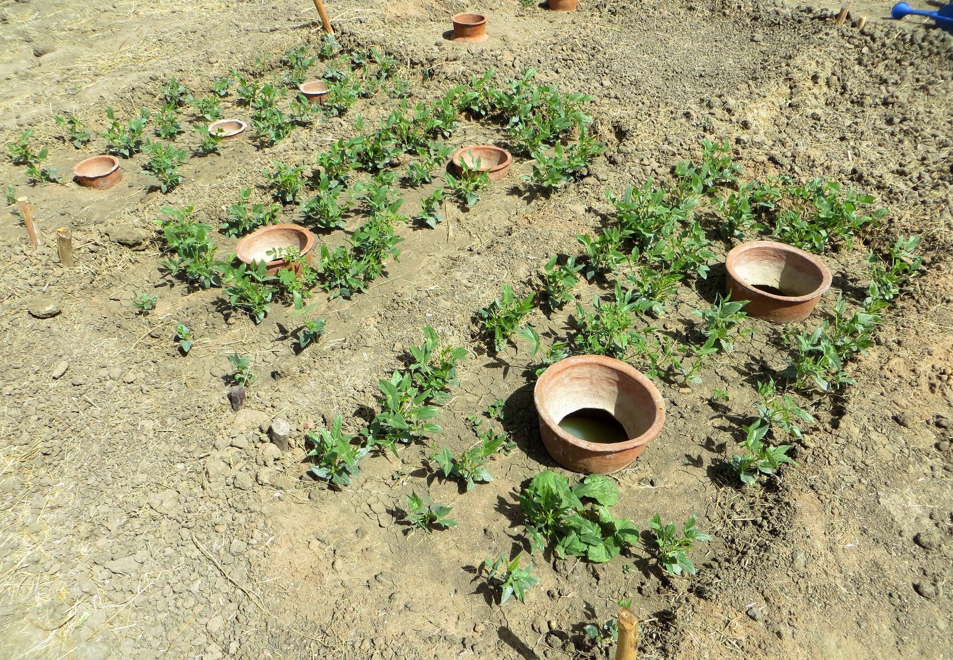 Soil-based Filter Bricks Clean up Water for Moroccan Farmers