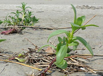 New Technique to Find Salt-tolerant Plants