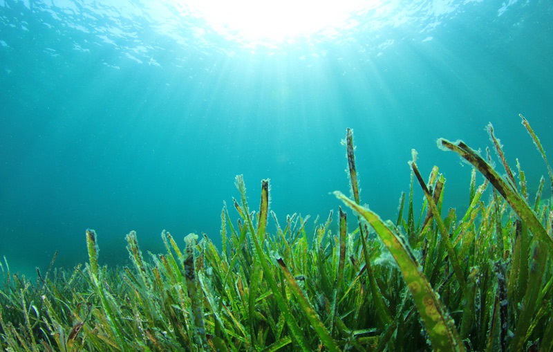 Underwater Seagrass Fights Ocean Germs