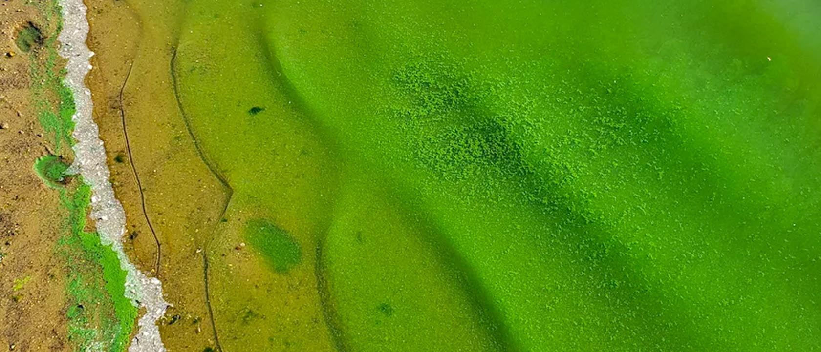 Scientists: Algal Blooms Release A Dangerous Toxin Into The Air - LG Sonic